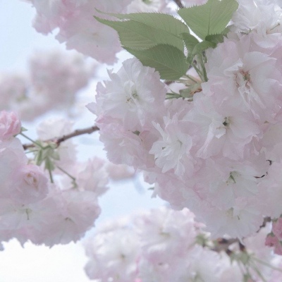 兽设校园场景创作兽圈群